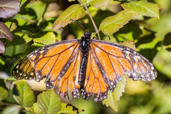 Les avantages d'une carte de crédit sans frais à l'étranger